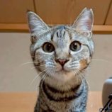 1月18日の富里店に参加するにゃんこのお家探しの保護猫15