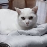 1月18日の富里店に参加するにゃんこのお家探しの保護猫16