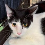 1月17日の八千代店に参加する花ねこ千葉の保護猫01