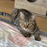 1月17日の八千代店に参加する花ねこ千葉の保護猫02