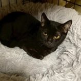 1月17日の八千代店に参加する花ねこ千葉の保護猫03