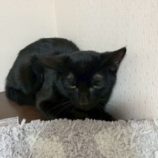 1月17日の八千代店に参加する花ねこ千葉の保護猫05