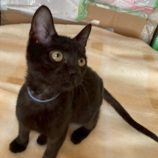 1月17日の八千代店に参加する花ねこ千葉の保護猫06