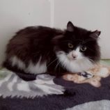 1月17日の八千代店に参加する花ねこ千葉の保護猫07