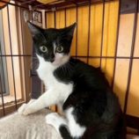 1月17日の八千代店に参加する花ねこ千葉の保護猫09