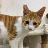 1月17日の八千代店に参加する花ねこ千葉の保護猫10