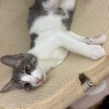 1月17日の八千代店に参加する花ねこ千葉の保護猫11