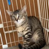 1月17日の八千代店に参加する花ねこ千葉の保護猫12