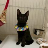 1月17日の八千代店に参加する花ねこ千葉の保護猫14