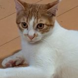 1月3日の市原店に参加する花ねこ千葉の保護猫01