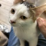 1月3日の市原店に参加する花ねこ千葉の保護猫02