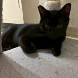 1月3日の市原店に参加する花ねこ千葉の保護猫03