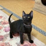 1月3日の市原店に参加する花ねこ千葉の保護猫04