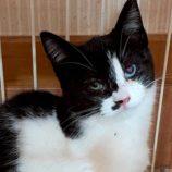 1月3日の市原店に参加する花ねこ千葉の保護猫05