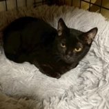 1月3日の市原店に参加する花ねこ千葉の保護猫06