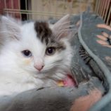 1月3日の市原店に参加する花ねこ千葉の保護猫07