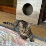 1月3日の市原店に参加する花ねこ千葉の保護猫08