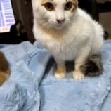 1月3日の市原店に参加する花ねこ千葉の保護猫09