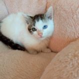 1月3日の市原店に参加する花ねこ千葉の保護猫10