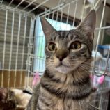 1月3日の市原店に参加する花ねこ千葉の保護猫11