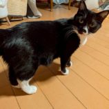 1月3日の市原店に参加する花ねこ千葉の保護猫12