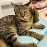 1月3日の市原店に参加する花ねこ千葉の保護猫14