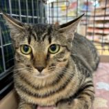 1月3日の市原店に参加する花ねこ千葉の保護猫15