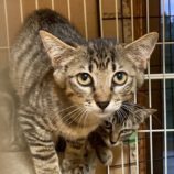 1月3日の市原店に参加する花ねこ千葉の保護猫16