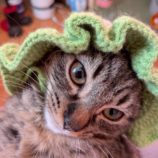 1月3日の市原店に参加する花ねこ千葉の保護猫17