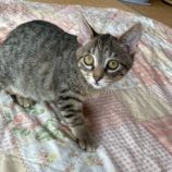 1月3日の市原店に参加する花ねこ千葉の保護猫18