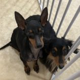 2月1日の瑞穂店に参加するdogfamの保護犬01