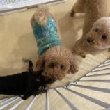 2月1日の瑞穂店に参加するdogfamの保護犬02