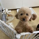 2月1日の瑞穂店に参加するdogfamの保護犬03