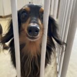 2月1日の瑞穂店に参加するdogfamの保護犬04