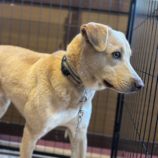 1月25日の新田店に参加する命こそ宝の保護犬01