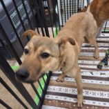 1月25日の新田店に参加する命こそ宝の保護犬02