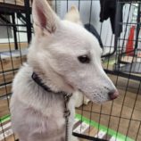 1月25日の新田店に参加する命こそ宝の保護犬03