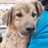 1月25日の新田店に参加する命こそ宝の保護犬04