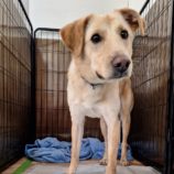 1月25日の新田店に参加する命こそ宝の保護犬05