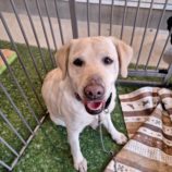 1月25日の新田店に参加する命こそ宝の保護犬06