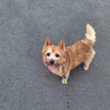 1月25日の新田店に参加する命こそ宝の保護犬07