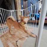 1月25日の新田店に参加する命こそ宝の保護犬08