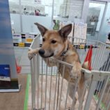 1月25日の新田店に参加する命こそ宝の保護犬09