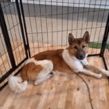 1月4日の吉岡店に参加する命こそ宝の保護犬01