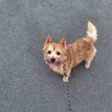 1月4日の吉岡店に参加する命こそ宝の保護犬02