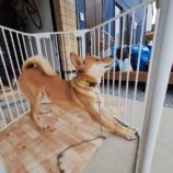 1月4日の吉岡店に参加する命こそ宝の保護犬03