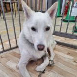 1月4日の吉岡店に参加する命こそ宝の保護犬05