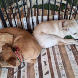 1月4日の吉岡店に参加する命こそ宝の保護犬06