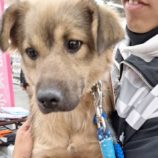 1月4日の吉岡店に参加する命こそ宝の保護犬07