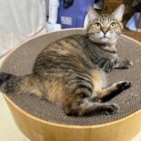 2月8日の瑞穂店に参加するまたたび家の保護猫03